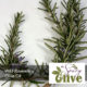 Wild Rosemary olive oil