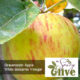 The Spicy Olive Gravenstein Apple white balsamic vinegar