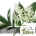 Elderflower White Balsamic Vinegar
